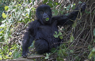 One of the few remaining wild mountain gorillas eating a leaf in the mountains of Rwanda. 
