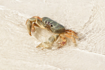 Crab at Tachai Island