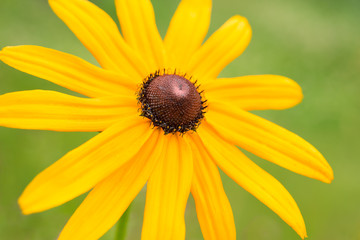 Yellow flower Rudbeckia