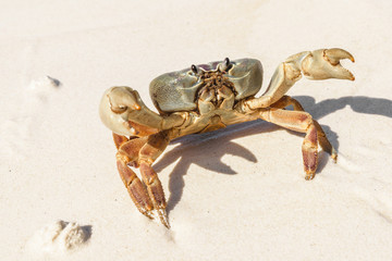 Crab at Tachai Island