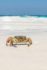 Crab at Tachai Island