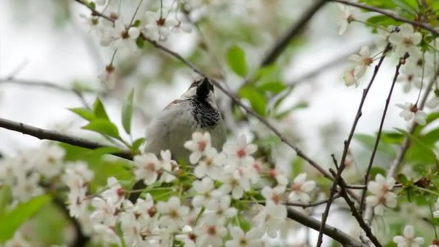 A sparrow, chirping among white cherry blossom on waving branch and then flying away. Revival of the nature after long and cold winter. Cheering spring spirit in the beautiful dslr footage.