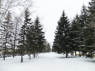 Зимняя аллея в городе