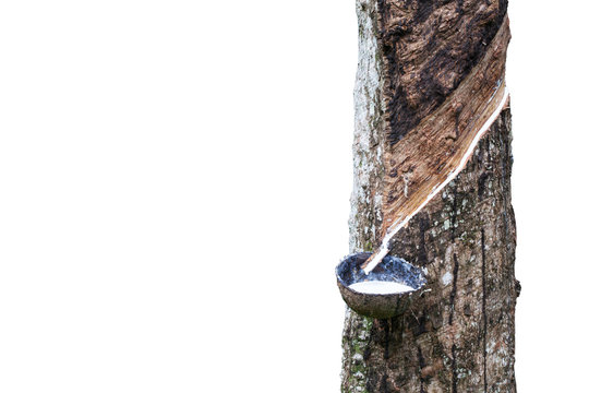 Rubber Latex  from rubber tree isolated on white background(Heve