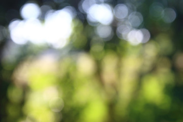 Fototapeta na wymiar nature background blur