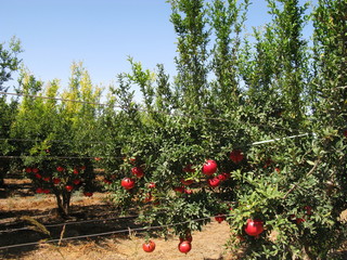 Плантация гранатовых деревьев. Израиль.