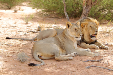 Lew afrykański Panthera leo (samiec i samica) © andrzej_67