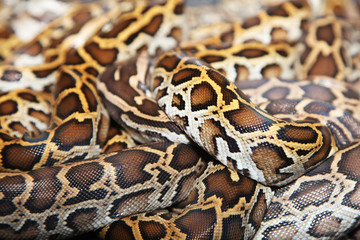 Snake skin