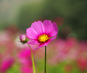 Beautiful pink cosmos flowers in the garden, Thailand
