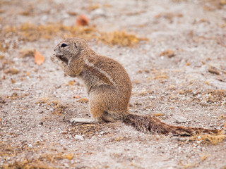 South African ground squirrel