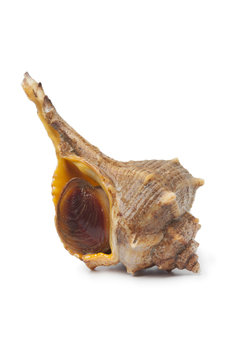 Fresh Italian spiny dye-murex