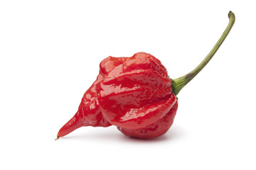 Single fresh red scorpion chili pepper © Picture Partners
