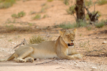 Lew afrykański (Panthera leo) - samica
