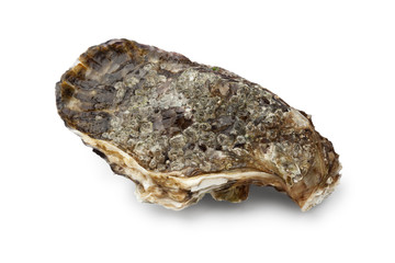 Fresh raw pacific oyster