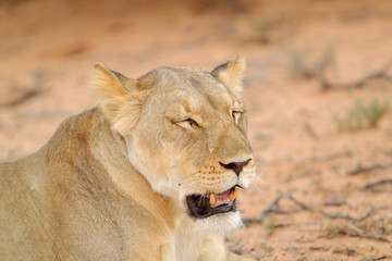 Lew afrykański (Panthera leo) - samica © andrzej_67