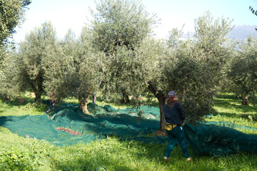 olive picking