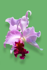 Orchid flower isolated on green background, Clipping path