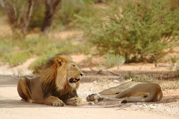 Lew afrykański Panthera leo (samiec i samica) © andrzej_67