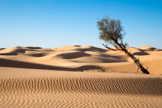 Sand dunes in the desert of Sahara, South Tunisia