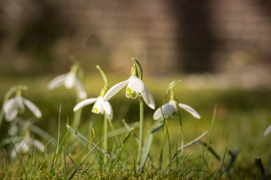 Bloeiende sneeuwklokjes in het gras