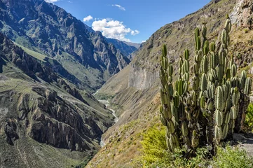 Tableaux ronds sur plexiglas Canyon Cactus dans le Canyon de Colca, Pérou