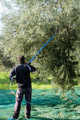 olive picking