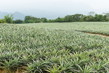Cultivation of pine apple