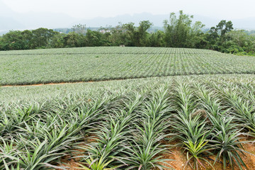 Pine apple farm