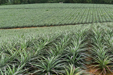 Pine apple farm at TaiWan