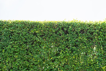 Tree leaf bushes green fence