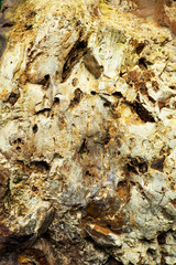 Wood texture