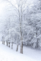 Fototapeta na wymiar деревья в снегу