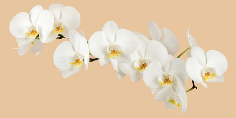 branche romantique d& 39 orchidée blanche