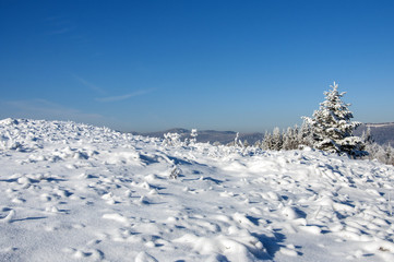 Obraz premium Snow covered trees in the mountains