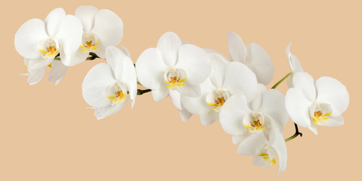 Fototapeta romantic branch of white orchid