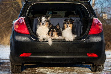 three dogs in a car trunk © otsphoto