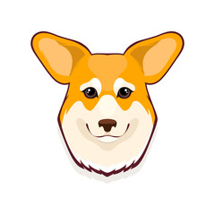 Pembroke Welsh Corgi on White Background
