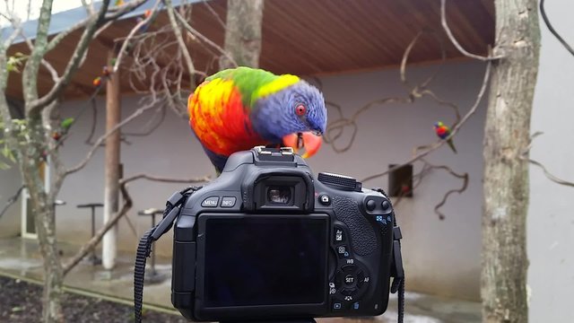 Rainbow Lorikeet Standing on the Camera