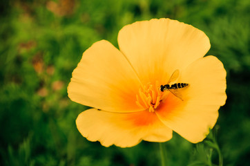 Obraz premium Bee on the yellow flower pollen