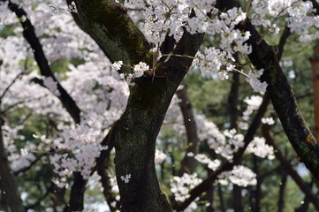 Obraz premium 桜満開
