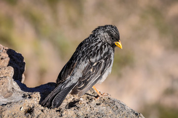 Small mountain bird in Colca Canyon, Peru