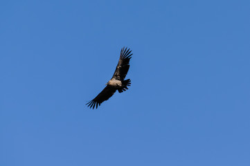 Condors flying in Colca Canyon, Peru
