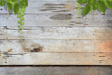 Wood texture in nature