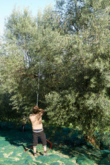 olive picking