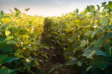 Soybean Field Rows