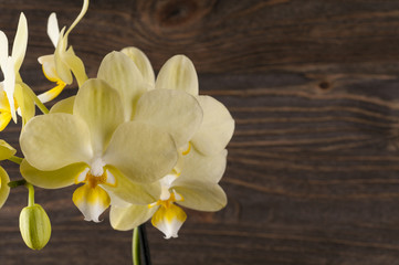 Orchid flower over wooden background.