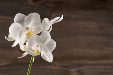 Naklejka na ściany i meble Orchid flower over wooden background.