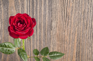 Fototapeta na wymiar Red rose flowers on a wooden background