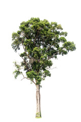 big tree isolated on white background.