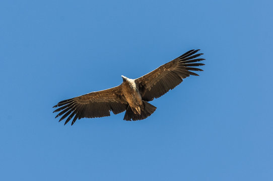 Condor flying over Colca Canyon, Peru